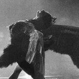 •Black swan•