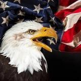 The American Eagle 🦅