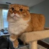 Fluff Social