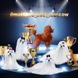 Мальтипу Maltipoo