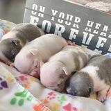 French Bulldogs available for sale 🐾