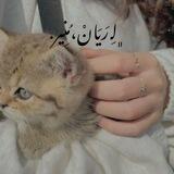 ﮼رَيَانْ،مُنِير.