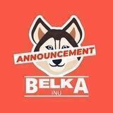 Belka Inu announcement