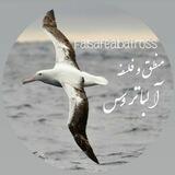 منطق و فلسفه آلباتروس🕊