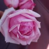 نبض احساس🌹