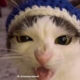 крошки кошки