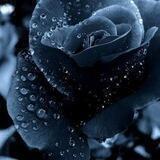 𝐵𝐿𝐴𝐶𝐾 𝑇𝑈𝐿𝐼𝑃🖤🌷