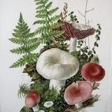 SvietGarden