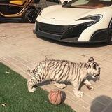 @ harimau