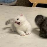 meow