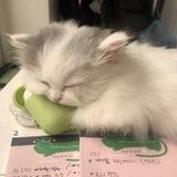 `𝐂𝐀𝐒𝐓𝐈𝐋𝐋𝐈𝐎<<☘>>