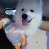 锋火组短信