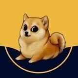 Paddy Doge News