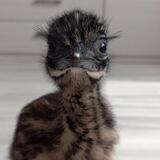 Emu