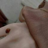🐞