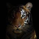 Konnech: The Tiger Project