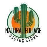 Natural Faliage - CACTUS STORE