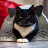 Телеграммы Кота Потапа
