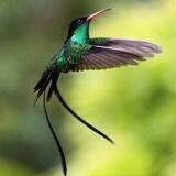 Hummingbird UA