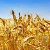 Pénurie Mondiale Alimentaire