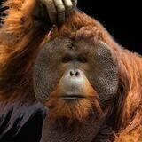 Ape Coin(BSC)