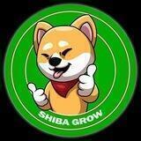 Baby Shiba Grow