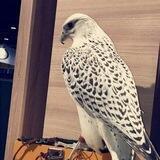 شــيخ العـرب🇮🇶🦅