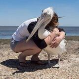 help_birds_krd