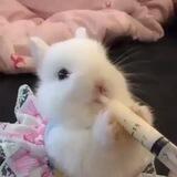 작은 : 𖢷໋ 𝚋𝚞𝚗𝚜! ♥︎