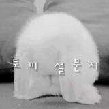 ✧･🐰 } ~ 토끼 설문지