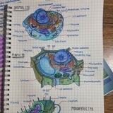 Biology Essays with answers 💉🧠