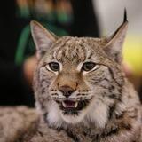 Kisa Lynx