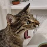 КОТОФАН