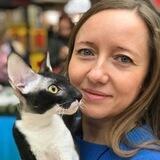 Питомник “Curly Pet” Корниш-рексы и Девон-рексы