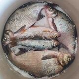 РыбаLove🐟