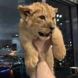 39 Invest Chat