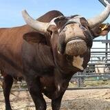 Bull trap