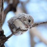 squirrel, 작은 ໒꒱ !.
