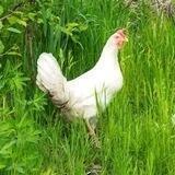 Sauvons les poules en Suisse