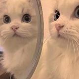 ୨୧. cathzla!