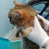 Помощь кошке Лике