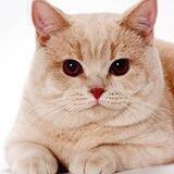 GigaCat channel