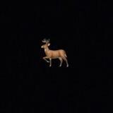 غزال 🦌.
