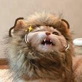 singa