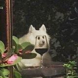 ᴏᴄᴇᴀɴ ᴡʜᴀʟᴇ •-•