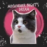 midsummer-dream, open.