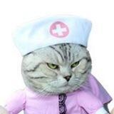 Доктор для котиків