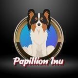 Papillion Inu