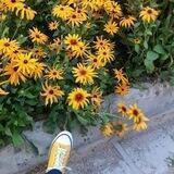 کنجِ ریحان🌿