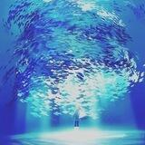 blue 💙❄️